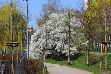 Spring in the public park