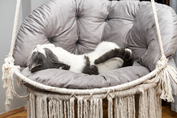 Cat resting, sleeping, relaxing hanging home rope swing in a Scandinavian interior. cat face lying...