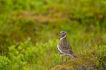 Golden plover on heather and grassland with blurred green background. Highland bird. Iceland . Scientific name: Pluvialis apricaria.