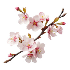 Almond blossom branch isolated on white background