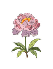 Peony, November Birth month flower colored line art vector illustration. Outline drawing for tattoo, logo, wall art isolated on transparent background.