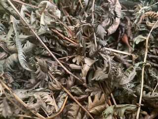 Dry brown leaves on the forest ground