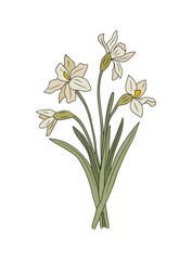 Narcissus, December Birth month flower colored line art vector illustration. Outline drawing for tattoo, logo, wall art isolated on transparent background.