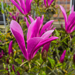 purple magnolia flower blossom in the garden