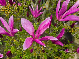 purple or pink magnolia flowers in the garden