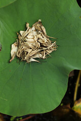 Dried lotus petal and lotus pollen. Often used as one of the Thai traditional herbs