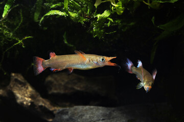 Celebes or Southern Harlequin Halfbeak (Nomorhamphus liemi) 