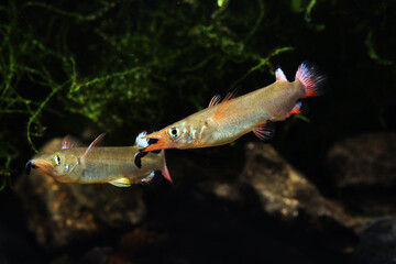 	
Celebes or Southern Harlequin Halfbeak (Nomorhamphus liemi)	
