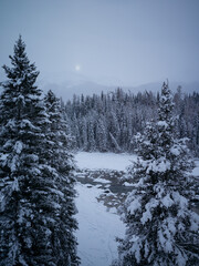Serene Path in Snowy Forest at Night