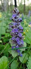Obraz premium Violet flower