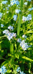forget-me-not
