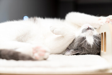 cat laying, sleeping, relaxing on a soft cat's shelf of a cat's house, cat tower, cat tree on top indoors. a grey and white cat laying on top of a scratching post. pet ownership, pet friend. cute paws