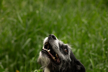 Happy Smiling Senior Dog on Green Grass Outdoor Background Looking Up Towards Sky with Space for Text