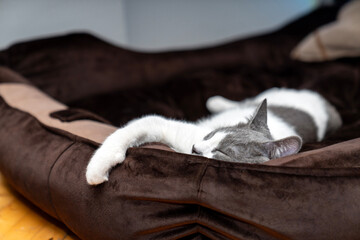 gray and white cat sleeping, lying, relaxing, resting in a dog bed. giant cat bed. one hand...
