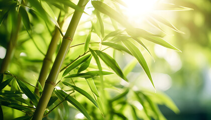 Fototapeta na wymiar bamboo tree with the sun shining through the leaves and a blurry