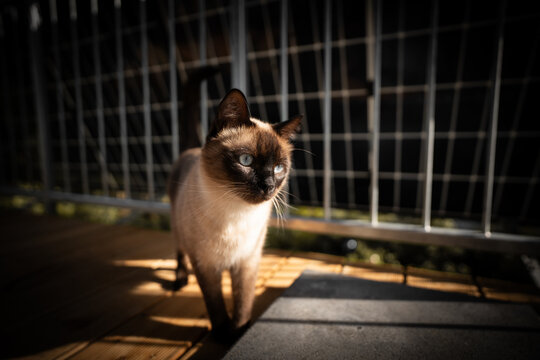 wundersch&ouml;ne Siamkatze auf dem Balkon