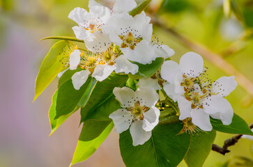 spring: white pear tree flowers