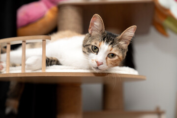 cat laying, sleeping, relaxing on a soft cat's shelf of a cat's house, cat tower, cat tree on top indoors. a grey and white cat laying on top of a scratching post. pet ownership, pet friend