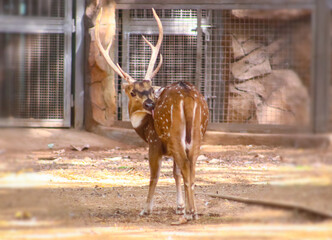 Indian male fallow deer itching her body in the zoo