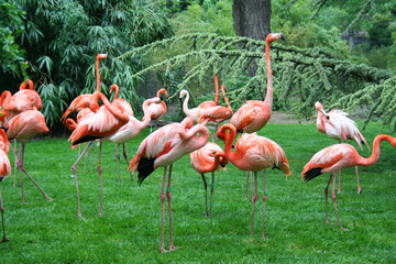 flamingos in the zoo