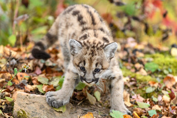Obraz premium Cougar Kitten (Puma concolor) Steps Forward Paw Splayed Autumn