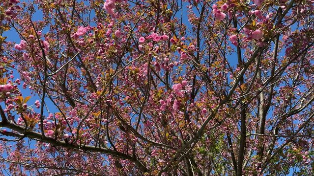 Pink cherry blossom flowers sakura tree in spring garden.
