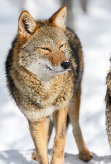 Fototapeta premium Coyote (Canis latrans) Looks Out Eyes Nearly Closed Winter