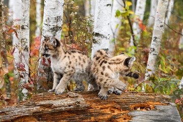 Cougar Kittens (Puma concolor) Back to Back Atop Log Autumn