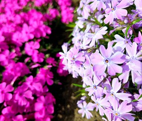 pink flowers in the garden in spring at the beginning of a new year