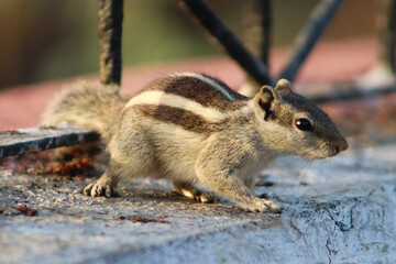 Chipmunk squirrel closeup face on the street