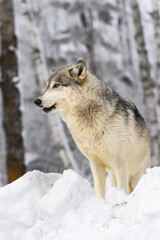 Obraz premium Grey Wolf (Canis lupus) in Profile Looking Left Mouth Slightly Open Winter