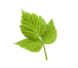 Raspberry leaves in closeup on white background.