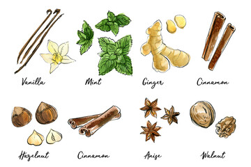 Vegetables food illustrations. Watercolor and ink sketches.  Vanilla, cinnamon, ginger, and mint, hazelnut, walnut, anise. Spices - 783318663