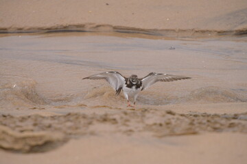 Turnstones seabird with the open wings in the beach sand at sunset
