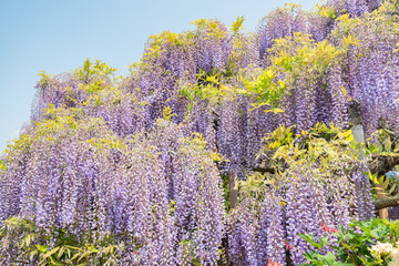 Purple wisteria tree in full bloom