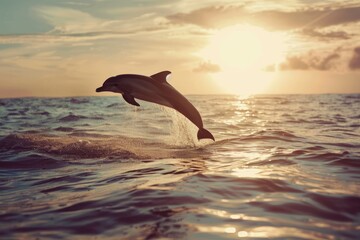 A lonely playful dolphin surfs the waves of the ocean, the dolphin jumps above the surface of the water