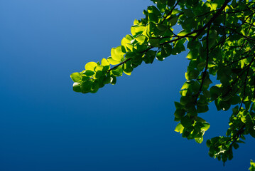 young green leaves against a blue sky