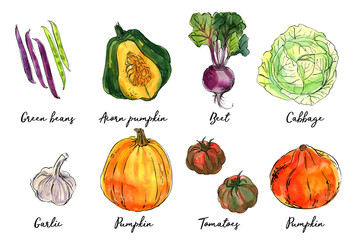 Vegetables food illustrations. Watercolor and ink sketches. Beans, acorn squash, beets, cabbage, garlic, pumpkin, tomatoes - 783323451