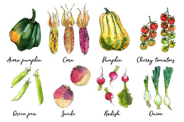 Vegetables food illustrations. Watercolor and ink sketches. Beans, acorn squash, corn, cherry tomatoes, peas, rutabaga, radishes, onions - 783323494