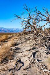 Dead dry tree against the sky and mountains in Death Valley, Death Valley National Park, California