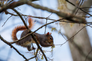 Squirrel in a Tree - 783324264