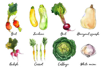 Vegetables food illustrations. Watercolor and ink sketches. Pumpkin squash, beets, zucchini, radishes, carrots, cabbage, white onions - 783324850