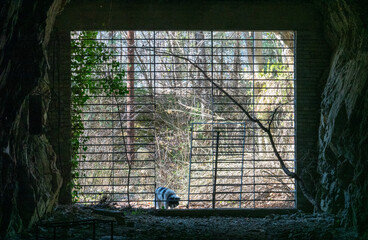 Projekt Marmor . Peggau . Concentration Camp . Konzentrationslager . Stollen