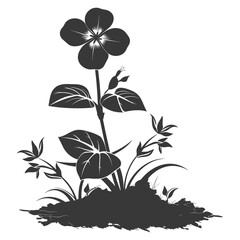 Silhouette periwinkle flower in the ground black color only