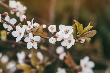 Vibrant apple blossoms burst forth from a tree branch in a sunny orchard, signaling the arrival of...