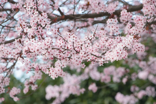 In the soft light of a sunny day, a horizontal image showcases the beauty of nature as vibrant pink flowers bloom on branches.