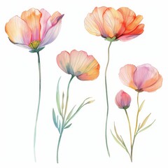 set of watercolor flowers