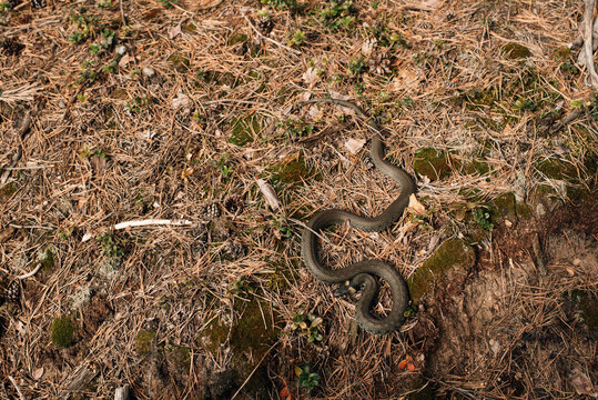 snake in the spring sunny forest