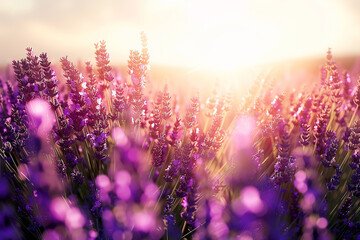 A field of lavender under a summer sun, with the light turning the blooms into a purple haze that...