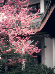plum blossom in chinese garden